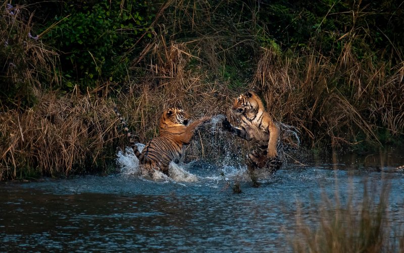 tiger tigers tigress subadult cubs juvenile corbett india playing fighting playfight Tigers Dance toophoto preview