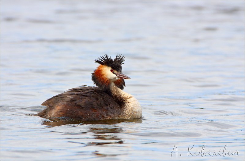 Чёмга фото превью