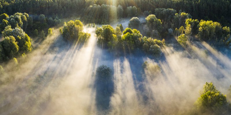 туман, рассвет, лес photo preview