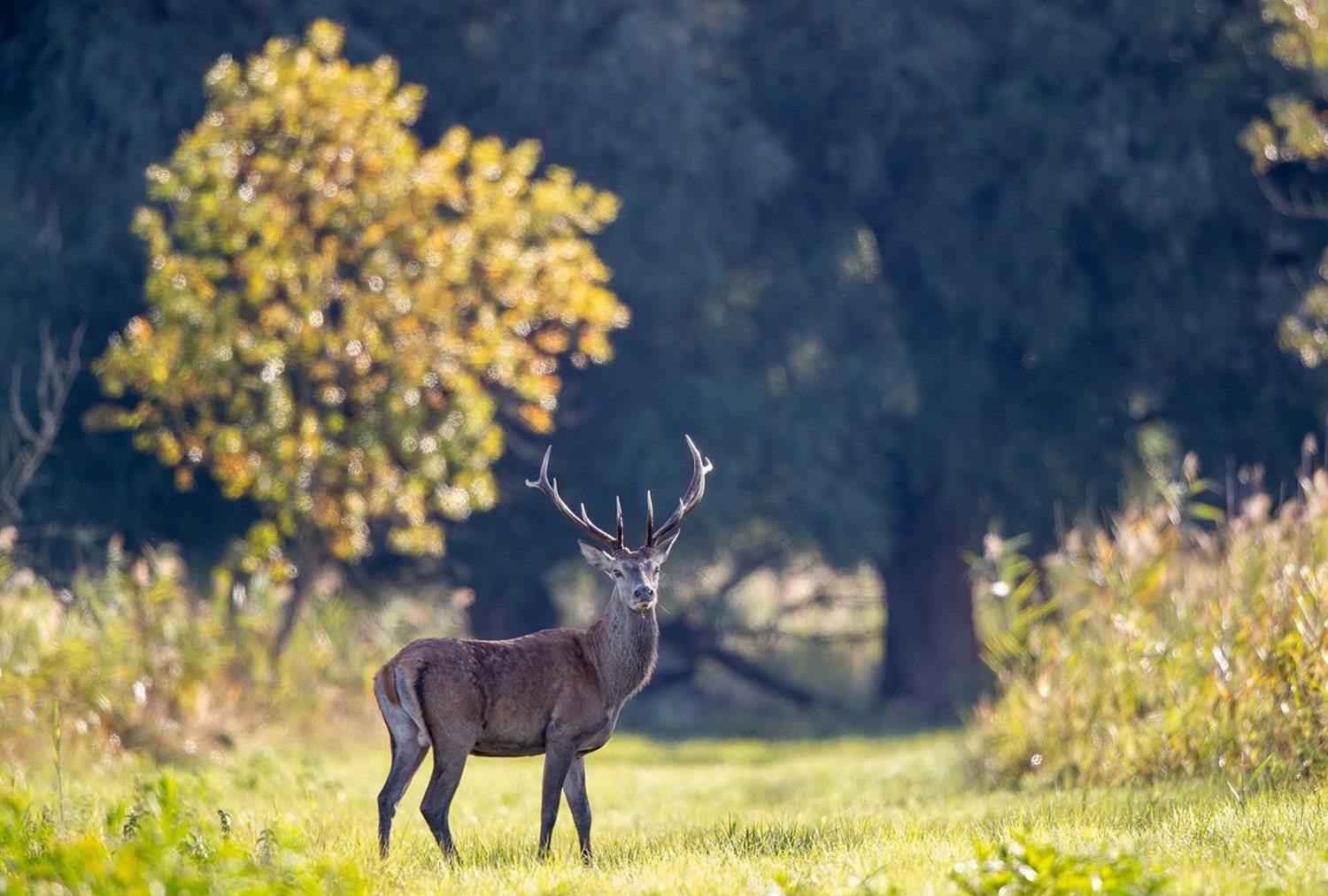 ***. Автор: Budimir Jevtic , Budimir Jevtic