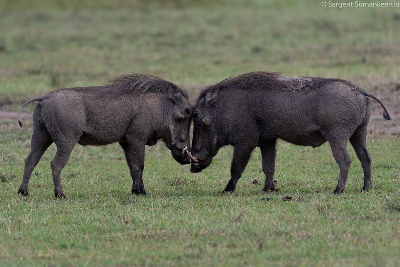 Intimacyphoto preview