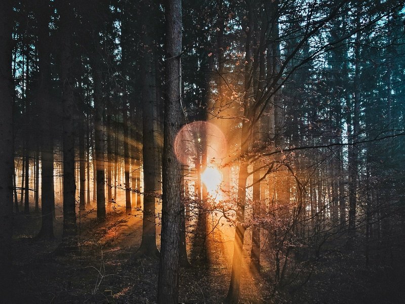 Башкирия, лес,  Солнце в лесу.photo preview