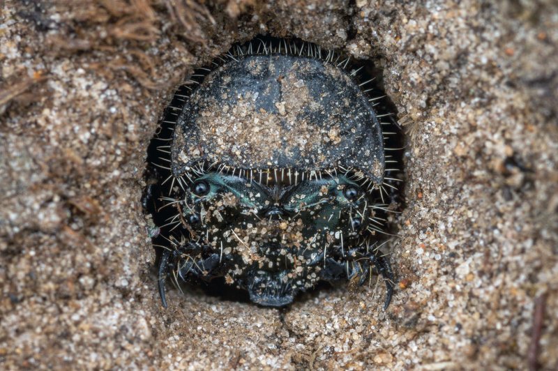 Cicindelinae, tiger beetle, Cicindela, beetle, larva, ground, sand, Pavlovsk Park, Russia, Saint Petersburg, burrow, head, pronotum Portrait of a tiger beetle larva (Cicindela sp.) / Портрет личинки жука-скакуна (Cicindela sp.) фото превью