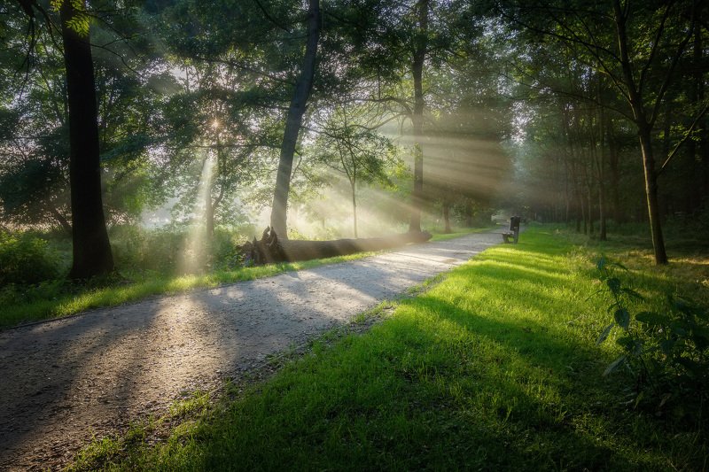 рассвет, туман, парк, dawn, fog, park Рассвет в паркеphoto preview