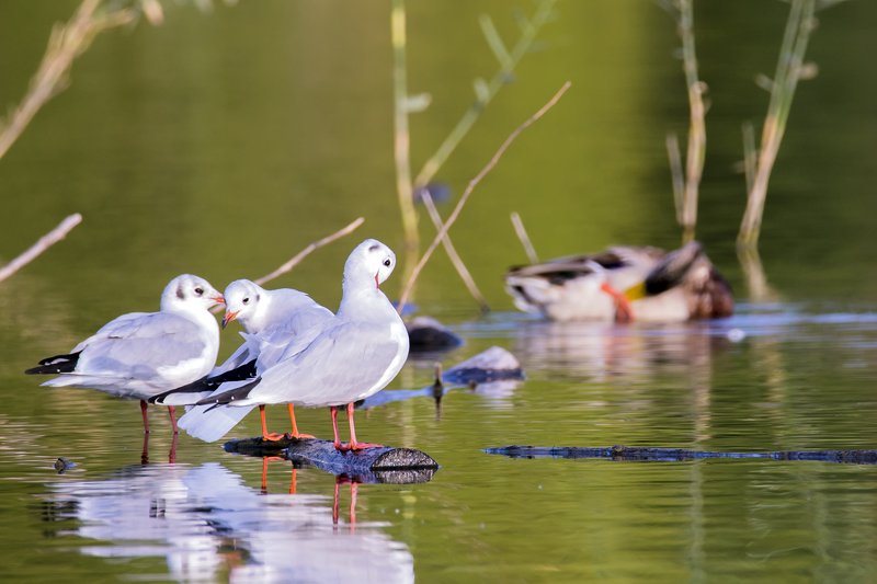 Сплетницыphoto preview