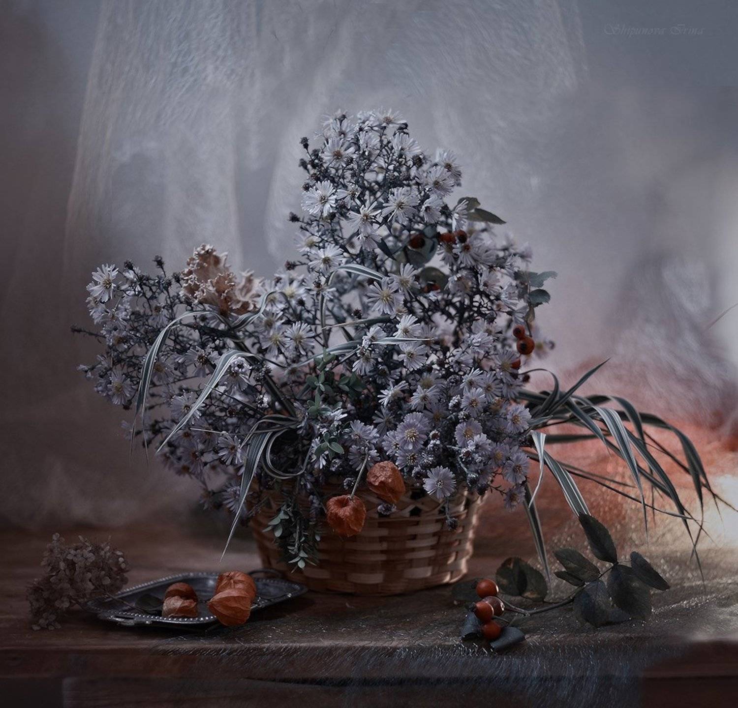 , Шипунова Ирина