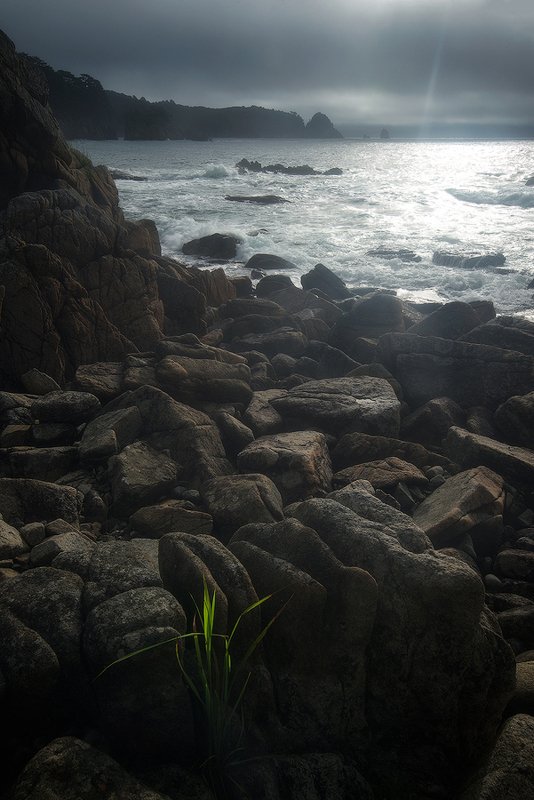 россия,приморский край,хасанский район,бухта теляковского,море,скалы,камни,тучи,свет,трава,дмитрий подкопаев ,,Тяга к жизни,,photo preview