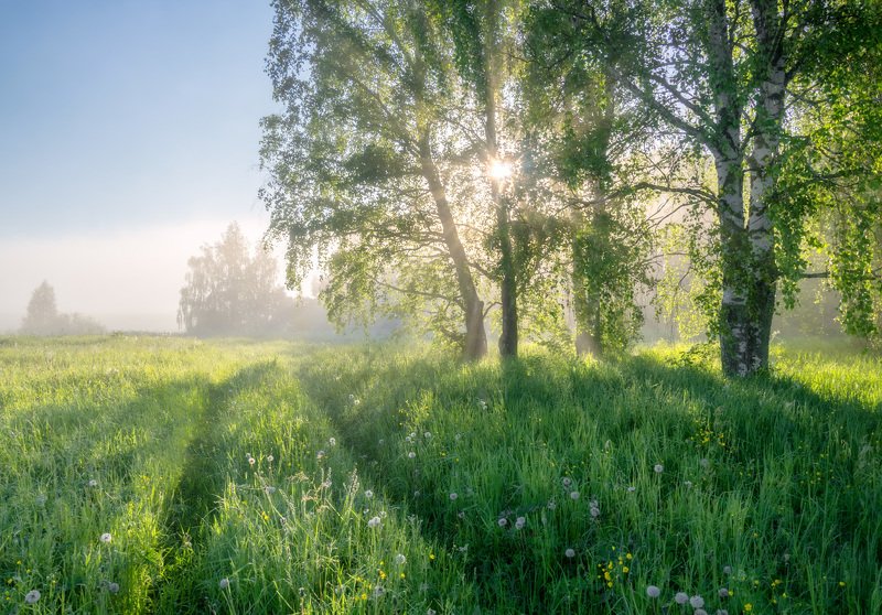 Тепло июньского солнца фото превью