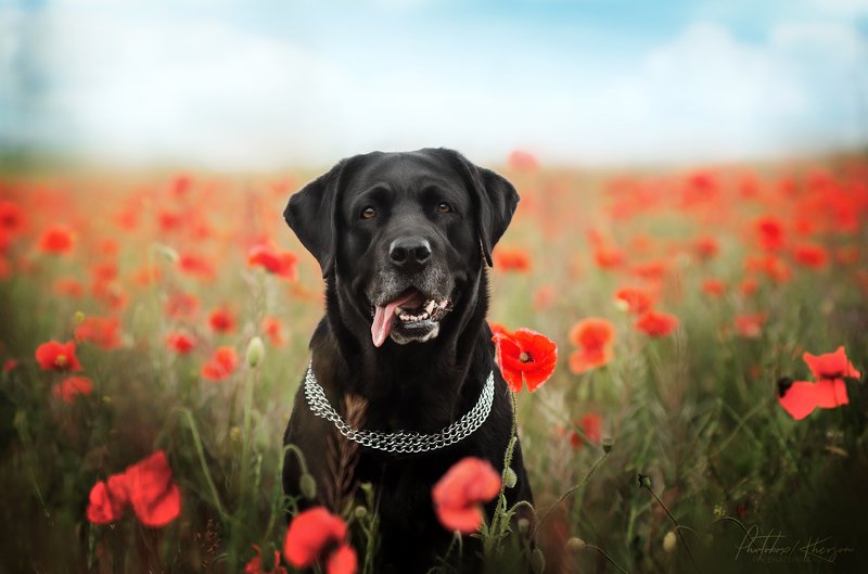 анималистика, портрет, природа, собака Маковое полеphoto preview