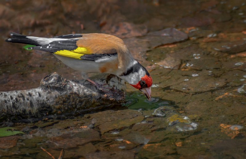 птица, щегол, водопой, водоём, жажда, лето, щегол на водопое..photo preview