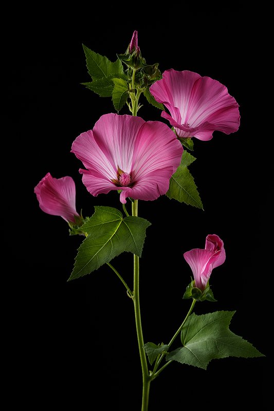 цветы, цветок, флора, природа, лаватера, лепестки, розовый, цвет, черный фон Лаватераphoto preview