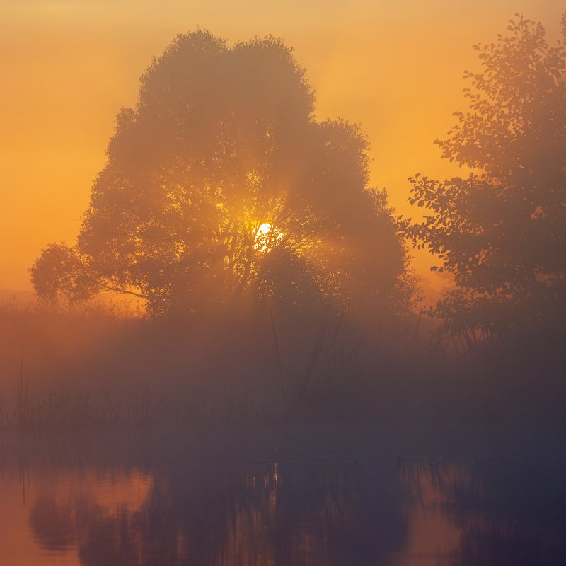 река, волчья, туман, рассвет, солнце, пейзаж, river, fog, dawn, sun, landscape Рассвет на рекеphoto preview