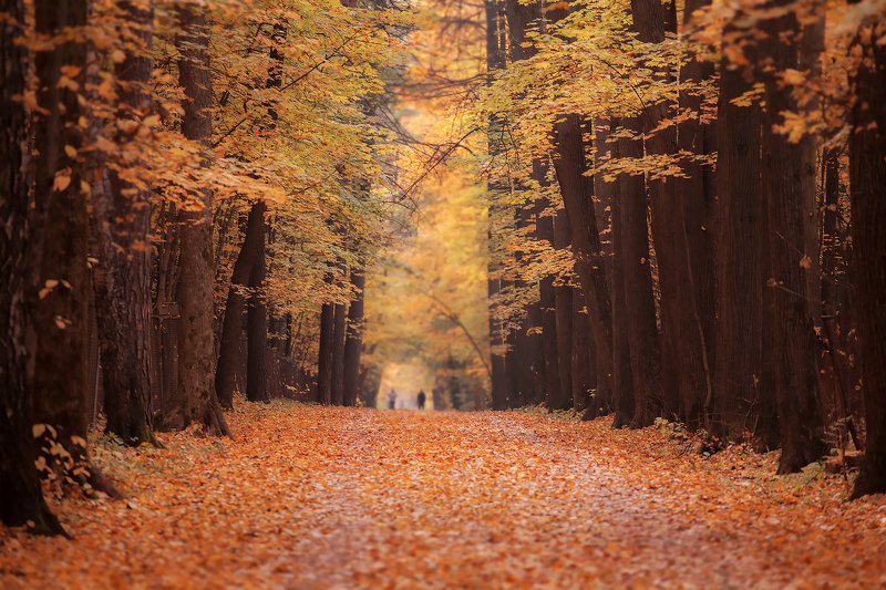 Тимирязевский лесphoto preview