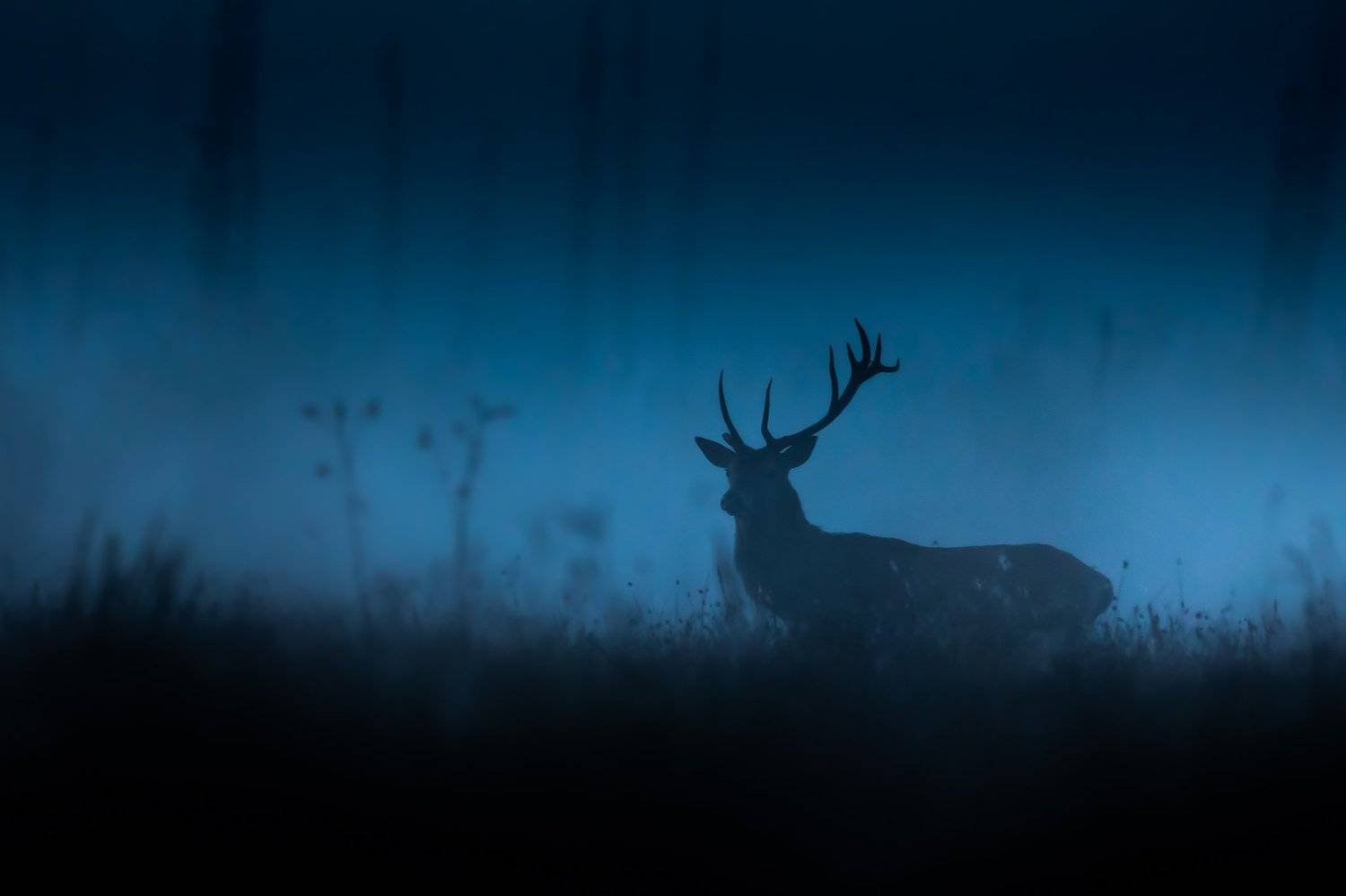 A prince of darkness. Автор: Łukasz Sokół , Łukasz Sokół