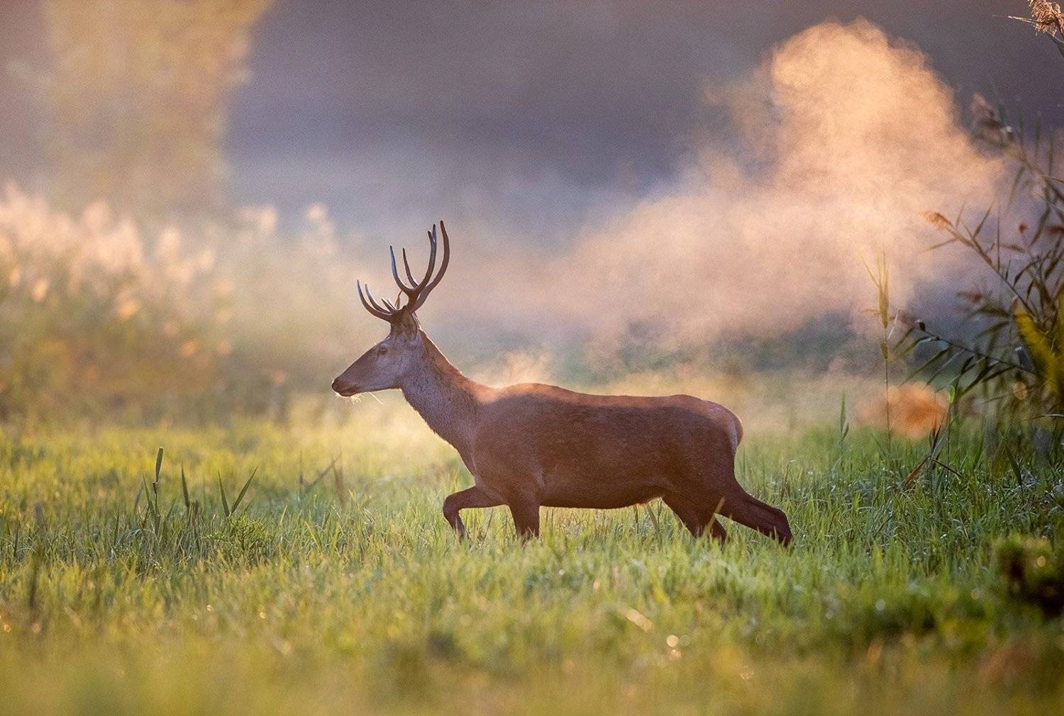 ***. Автор: Budimir Jevtic , Budimir Jevtic