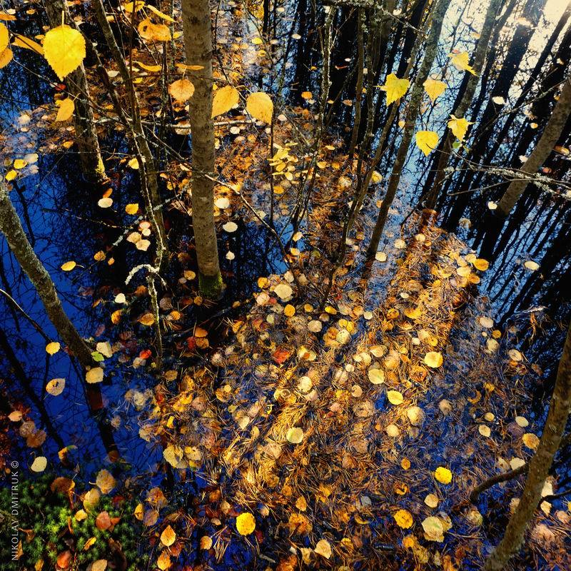 пейзаж медные монеты осени. 20.09.2020.photo preview