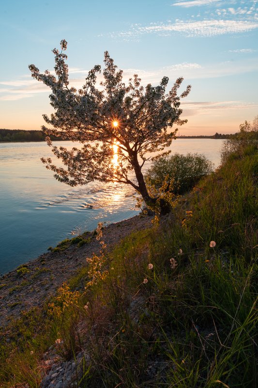 Цветущее деревоphoto preview