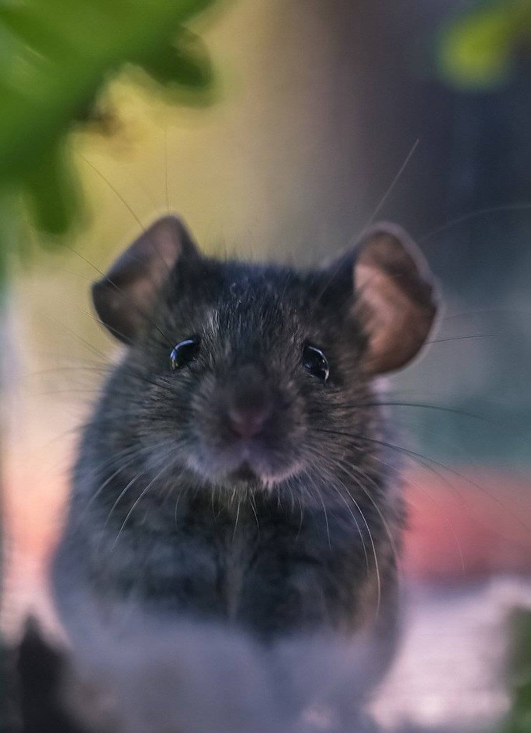 , Вячеслав Мищенко