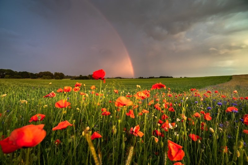 jakubprzybyla, poppies, Poppiesphoto preview