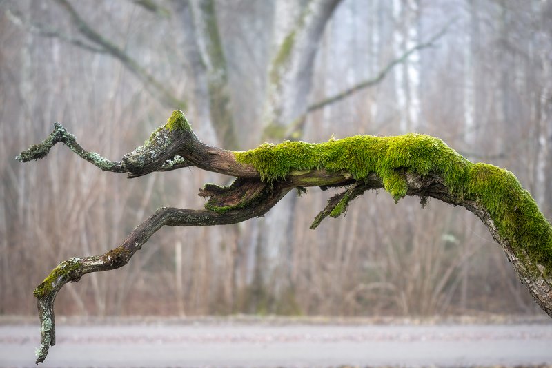 addle, bough, branch, decompose, fallentrees, fog, foggy, Forest, Hampetorp, Hike, hiking, limb, mist, Misty, moss, nature, Oak, oaktree, outdoors, puttrefy, rot, Track, treetrunk, trekking, Walk, wander, Wanderlust, Woods Fallen Limbphoto preview