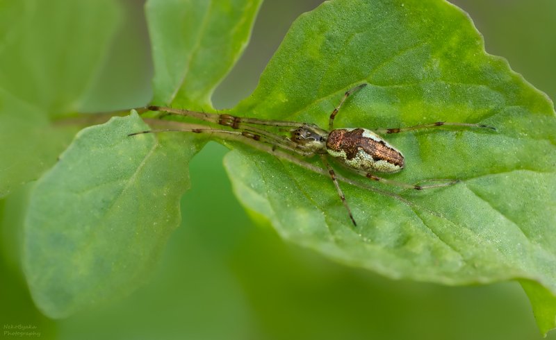 макро, природа, пауки, macro, nature, spiders, Пауки-тетрагнатидыphoto preview