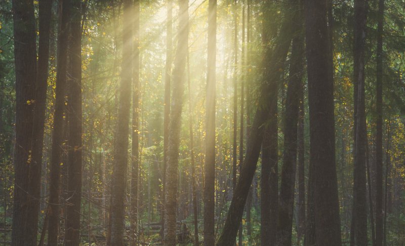 Forest lightphoto preview