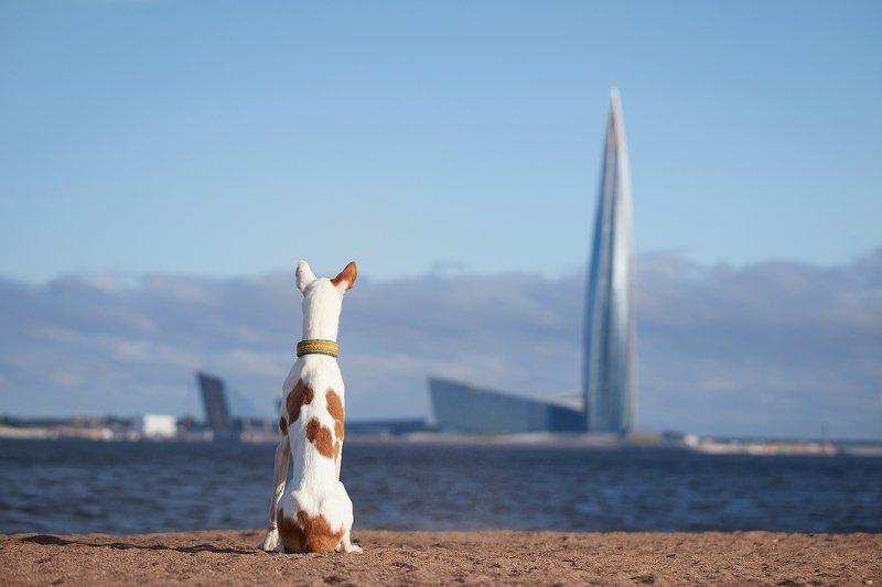 собака, паденко, Санкт-Петербург, животное, синий Две кукурузыphoto preview