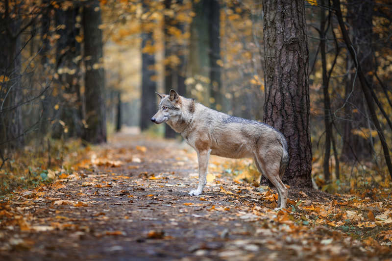 волк, волчица, осень, лес, хищник, wolf, forest, animal, wild Wolf in the autumn forestphoto preview