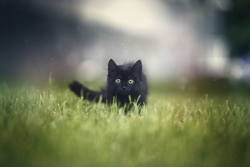 cat, black, grass, animal, pet, кот, черный кот, портрет Black catphoto preview