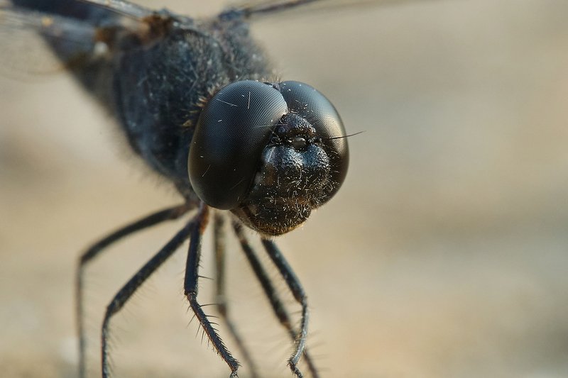 macro ***17photo preview