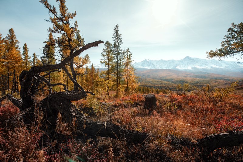 природа, пейзаж, закат, горы, осень, лес, mountain, nature, алтай Рассвет осениphoto preview