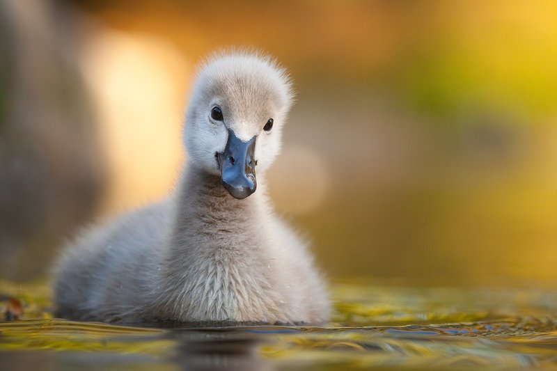 Black swan babyphoto preview