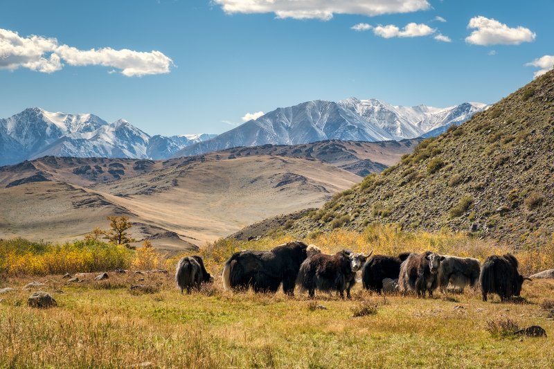 тыва, тува, монгун-тайга Тыва осеньюphoto preview