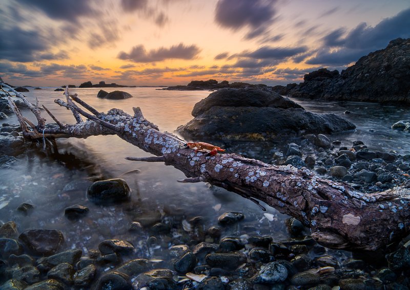 Рачо осмокрачоphoto preview