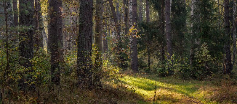 утро лес сентябрь тропинка Тихо утром в лесуphoto preview