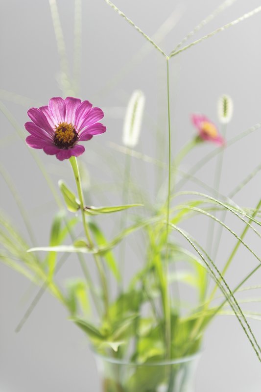 çiçekphoto preview