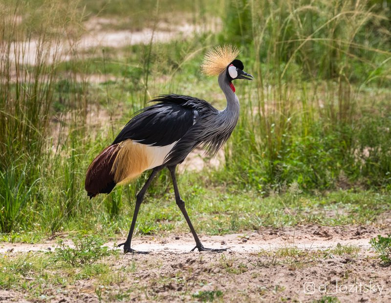 Венценосный журавль, Угандаphoto preview