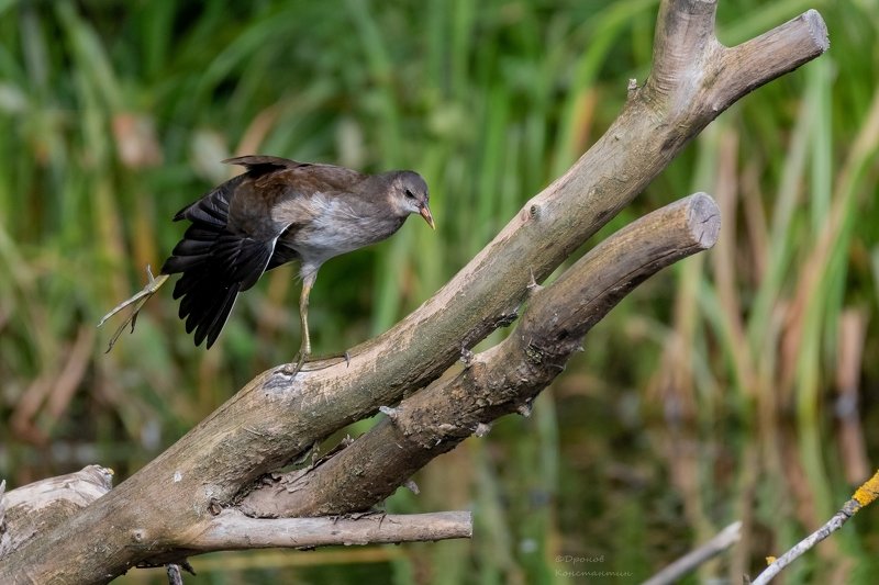 камышница, птицы, лето, фотоохота Упражнения на бревнеphoto preview