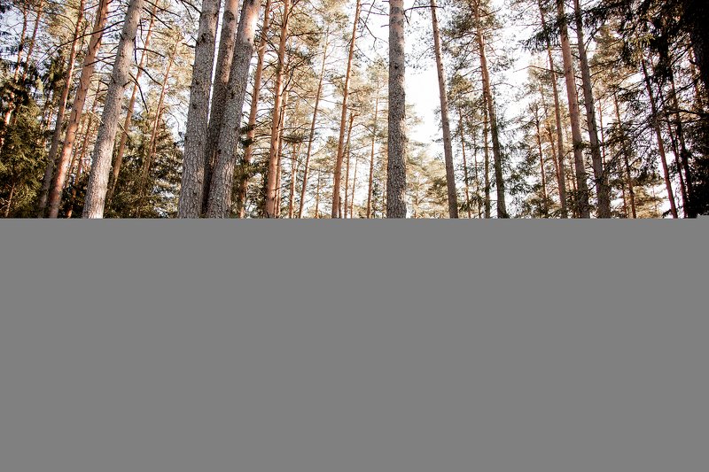 audi, ауди, фотосессия в лесу, тверская область, фотосессия, лав стори, love story, семейный фотограф, природа photo preview