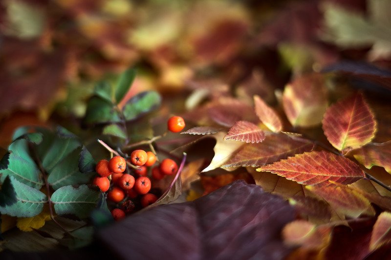 южный урал,оренбургская область, орск, новотроицк, Осеннее настроениеphoto preview