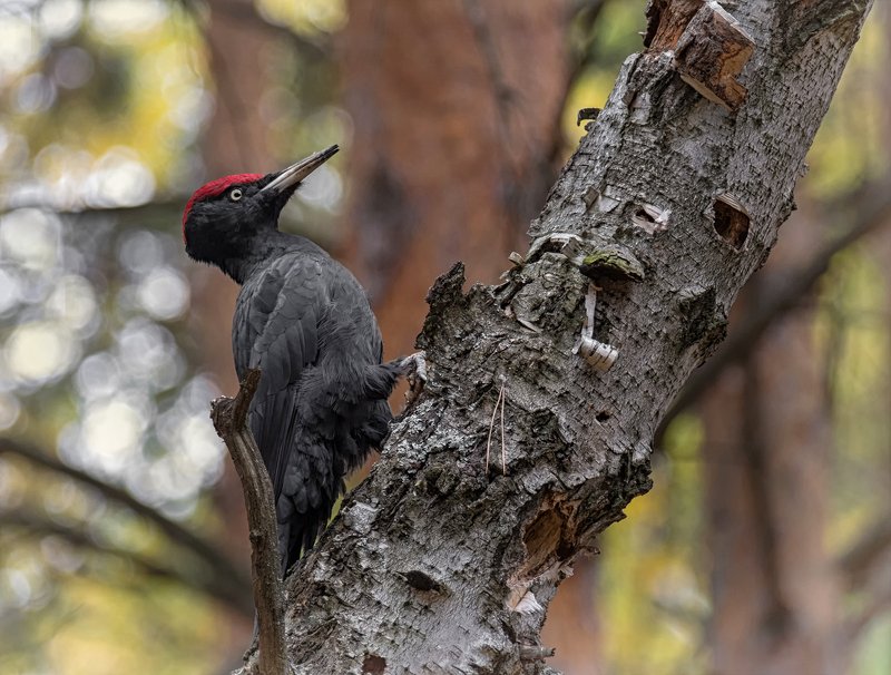 птица, желна, большой чёрный дятел, Желна..photo preview