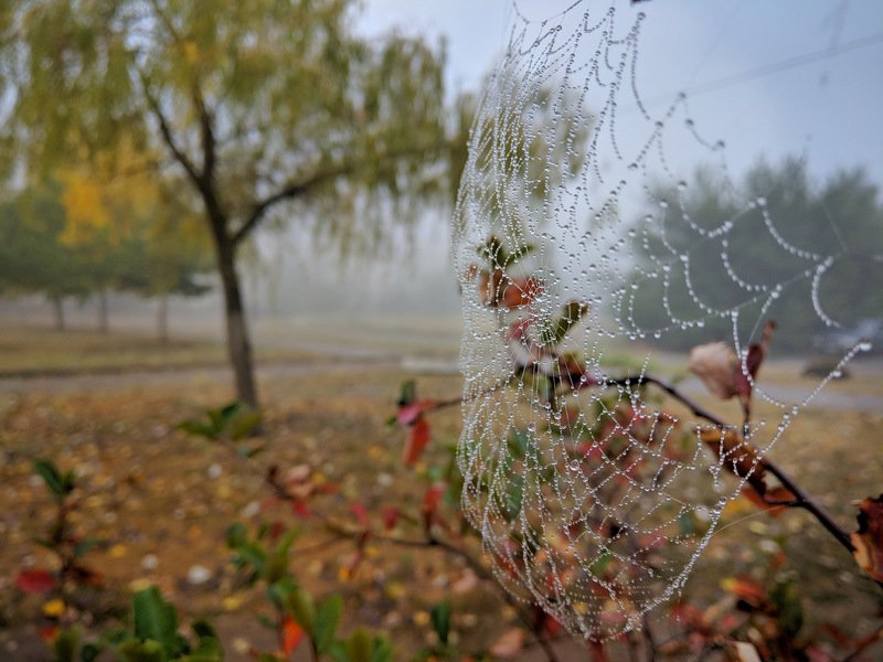 осень,макро,капля,паутина,ракурс,утро,настроение,сеть,вода,влага,парк, Приметы осениphoto preview