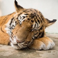 Portrait of a photographer (avatar) Dmytro