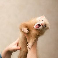 Portrait of a photographer (avatar) Татьяна Кочергина (Tatiana Kochergina)