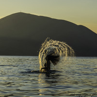 Portrait of a photographer (avatar) orjeta myzeqari