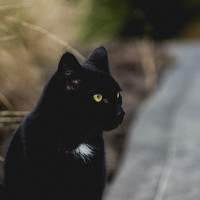 Portrait of a photographer (avatar) Tamara Perrozzi