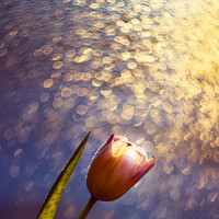 Portrait of a photographer (avatar) Юлия (Метафора Души) Кузьменко