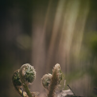 Portrait of a photographer (avatar) Keu Davik