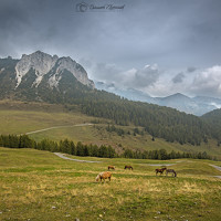 Portrait of a photographer (avatar) Bassem Elyoussef