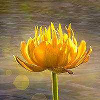 Portrait of a photographer (avatar) Наталья Кузнецова (Natalia Kuznetsova)